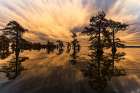 Bald cypress trees silhouetted at sunset, Caddo Lake, Texas. Worlds largest bald cypress forest. Art Print